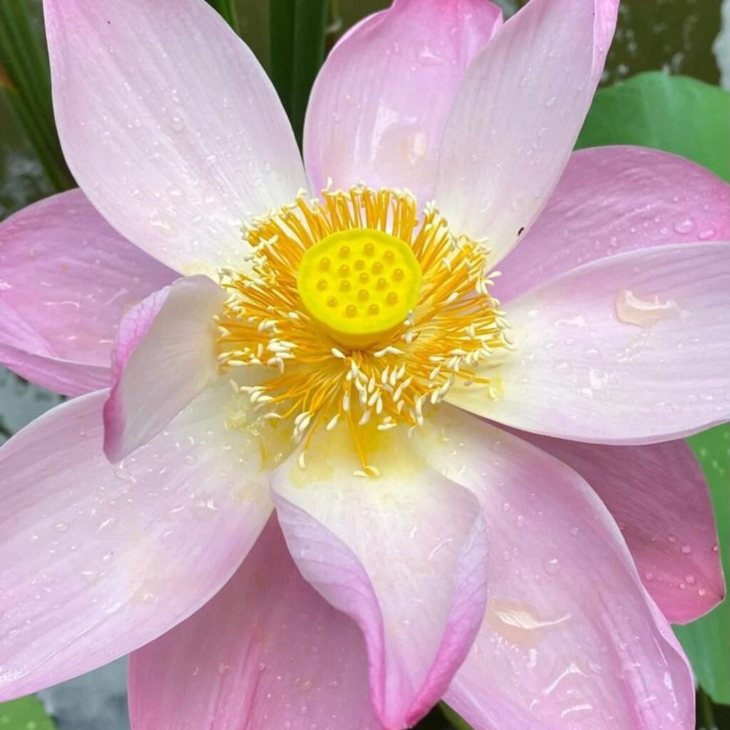 ¿Te diste cuenta que la mayoría de tus horas las pasas en automático???... pero sin entender porque pte asalta un malestar interior que no sabes muy bien de donde viene...